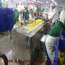 桃去核机生产厂家设备价格图片