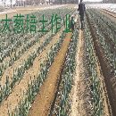 大葱培土机厂家|柴油大葱培土机|大葱培土机价格