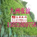 []植草袋与植草带区别？一个植草袋的成本大约是？