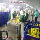 叶城粘核黄桃挖核机