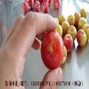 山黄杏挖核机