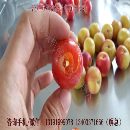 天津水蜜桃去核机
